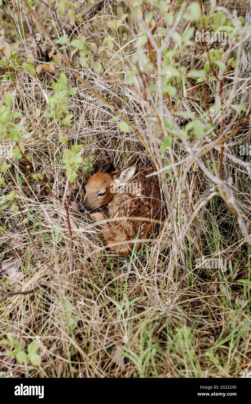 Fawn che si nasconde nel Bush Foto Stock