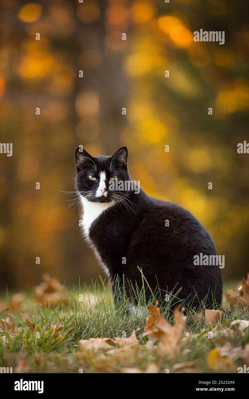 Tuxedo gatto domestico shorthair seduto nell'erba in un giorno d'autunno Foto Stock