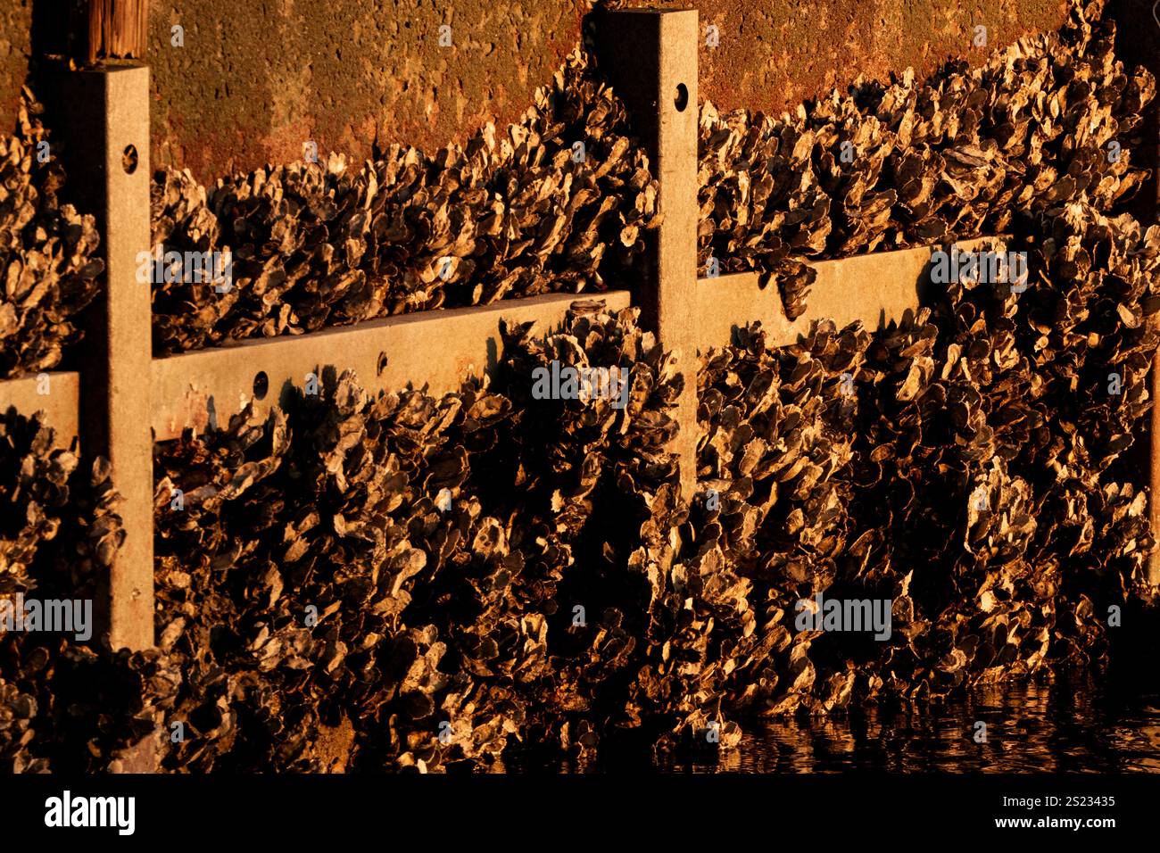 Primo piano di ostriche su un muro di mare Foto Stock
