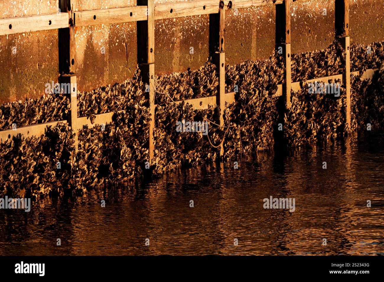 Ostriche su un muro di mare Foto Stock