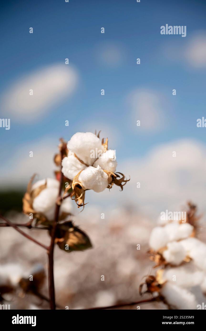 Primo piano di bolli di cotone contro un campo sfocato e un cielo blu Foto Stock