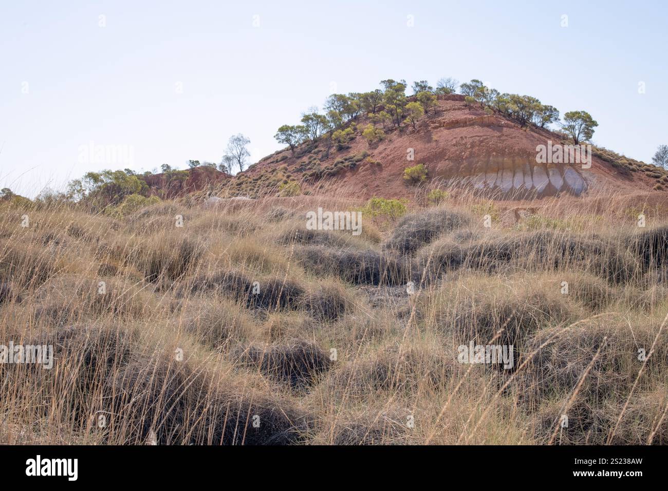 mitchell grass, astrebla, outback queensland australia. Erba nativa australiana, deserto secco siccità ambiente duro. Foto Stock