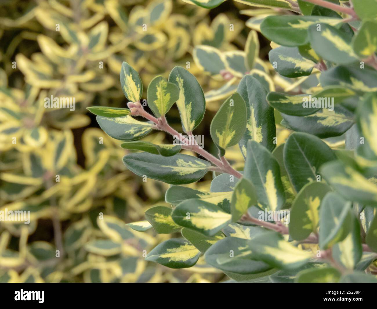 Metrosideros excelsa variegata rami di arbusti ravvicinati. Cultivar per alberi di Natale della nuova Zelanda. Pohutukawa o pianta dell'albero di ferro con variegata giallo-verde Foto Stock
