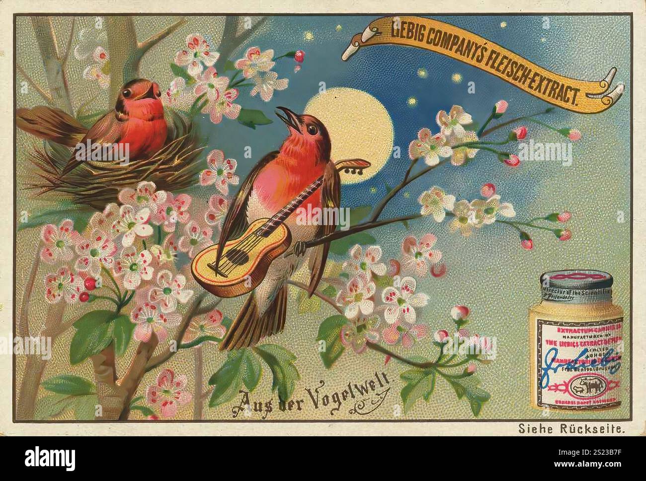 Serie di immagini dal mondo degli uccelli, uccello con chitarra, canzone d'amore, flirting, immagine Liebig, riproduzione digitale di un quadro collettivo risalente al 1900 circa, di pubblico dominio, data esatta sconosciuta, uccelli al chiaro di luna, uno con chitarra, circondato da rami fioriti, Bilderserie Aus der Vogelwelt, Vogel mit Gitarre, Liebeslied, Flirten, Liebigbild, Digital restaurierte Reproduktion eines Sammelbildes von ca 1900, gemeinfrei, genaues Datum unbekannt, Vögel im Mondschein, einer mit einer Gitarre, umgeben von blühenden Zweigen Foto Stock