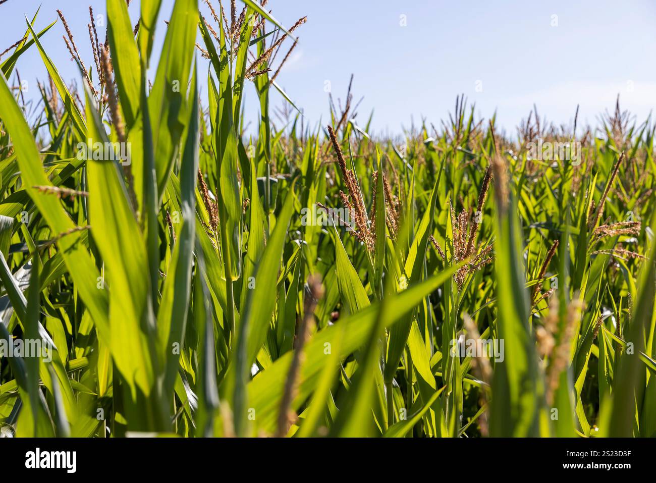 mais nel campo durante la fioritura e l'impollinazione da vicino, fiori di mais durante il processo di impollinazione per la produzione di alimenti Foto Stock