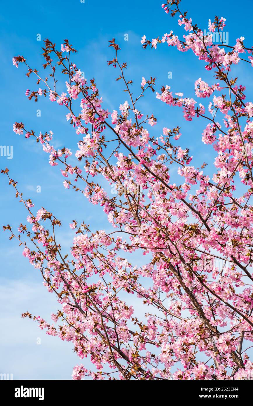 Foto verticale dei ciliegi giapponesi in fiore (sakura) a Primorsky Krai, nell'Estremo Oriente russo. Fiori rosa sui rami contro una sorgente blu trasparente Foto Stock