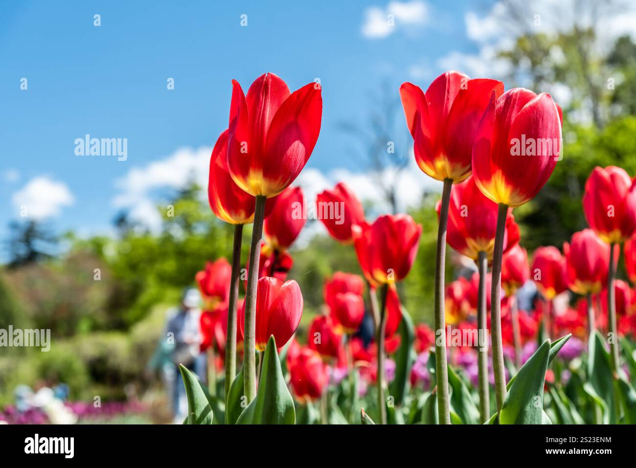 Tulipani rossi luminosi con basi gialle fioriscono sotto un cielo azzurro limpido in un vivace giardino primaverile. Questi tulipani assomigliano alla varietà "Apeldoorn", per la quale è nota Foto Stock