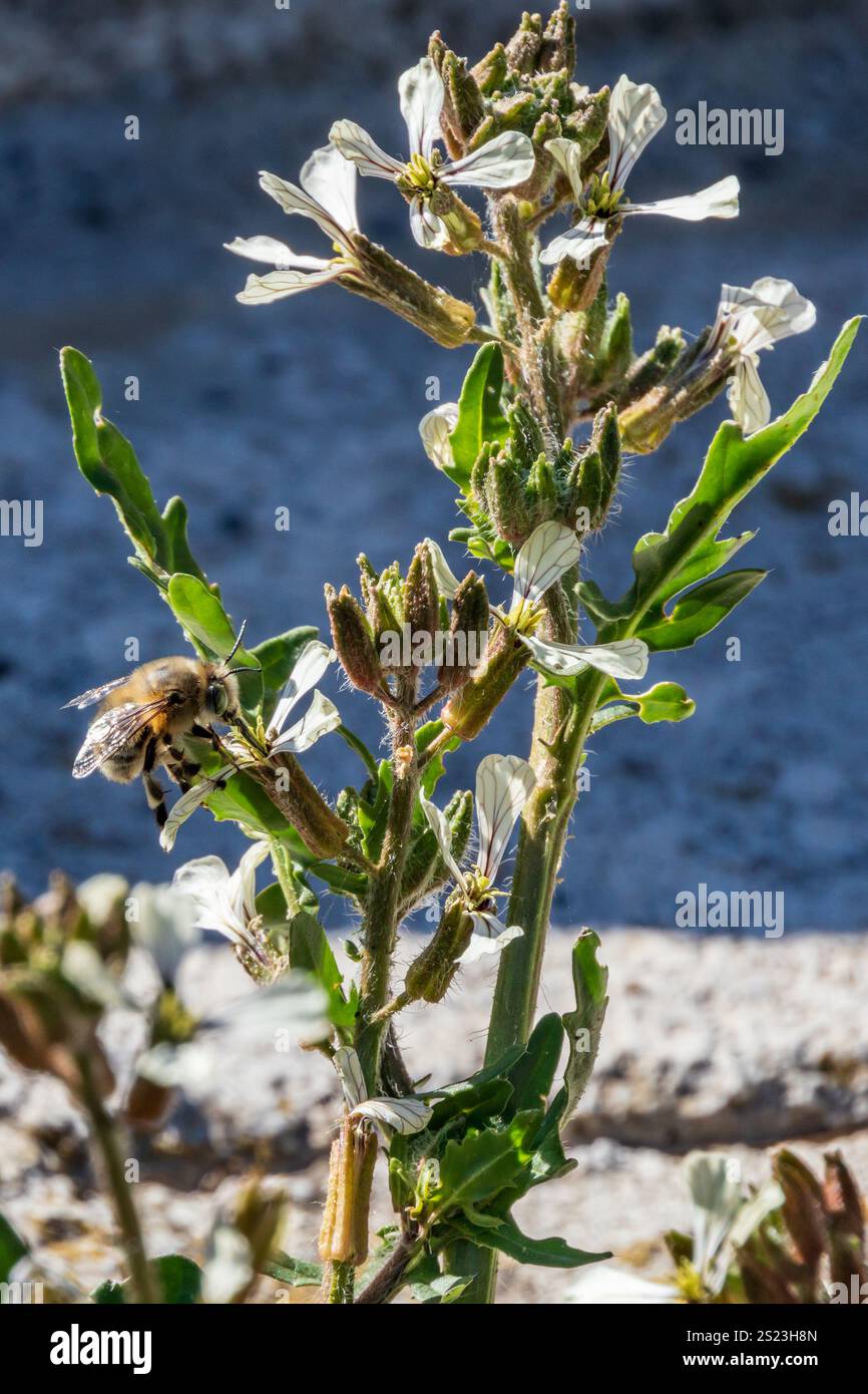 Anthophora, Common Digger Bee Foto Stock