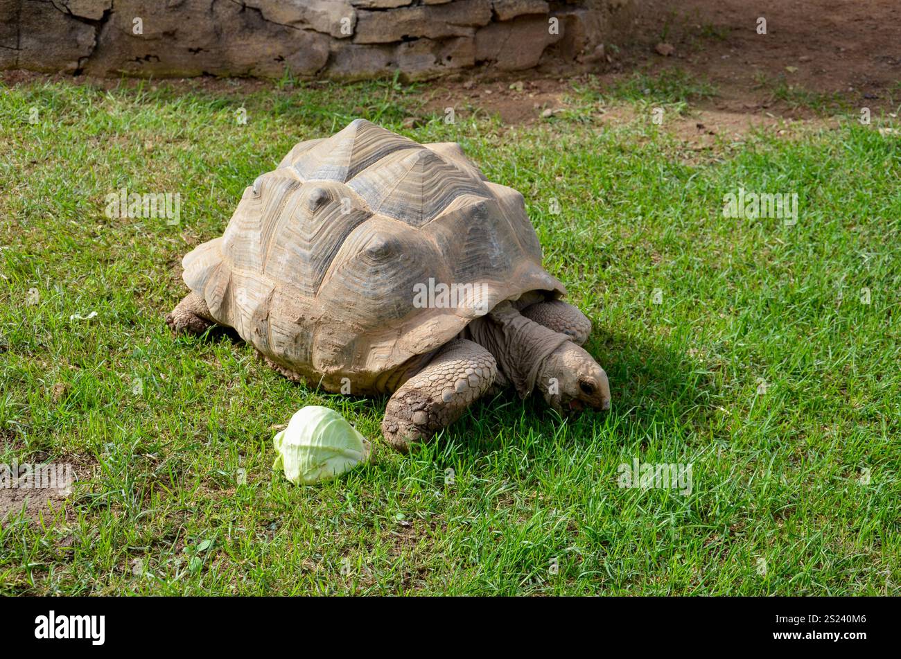 La tartaruga gigante con un guscio grande mangia una foglia di lattuga su un prato a Valencia Foto Stock