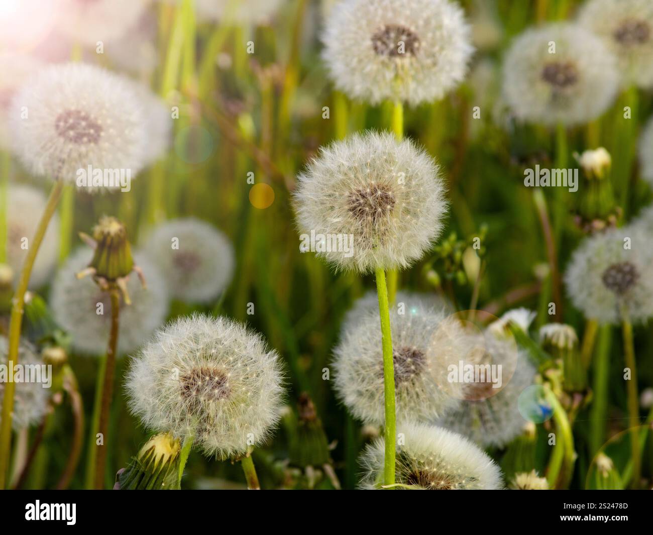 Delicati semi di dente di leone illuminati dalla luce soffusa del sole, simboleggiano la bellezza della natura e i momenti di pace. Foto Stock