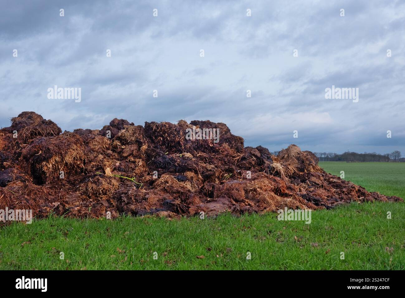 Mucchio di letame di cavalli in un prato, agricoltura biologica Foto Stock