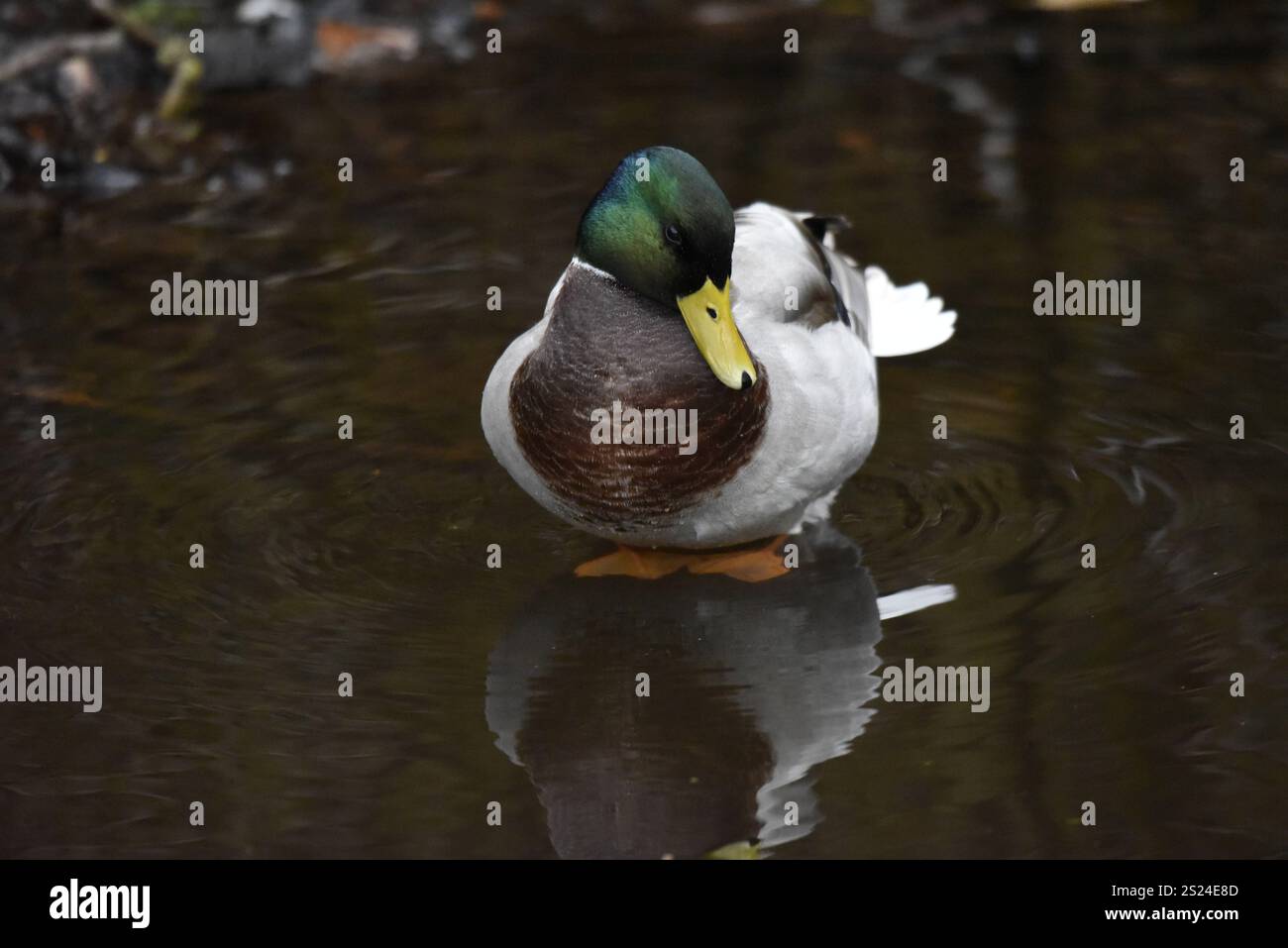 Immagine di fronte a un corvo di Drake (Anas platyrhynchos) in piedi in acque poco profonde del laghetto scuro, guardando in basso a destra, occhio sinistro sulla telecamera, scattata nel Regno Unito Foto Stock