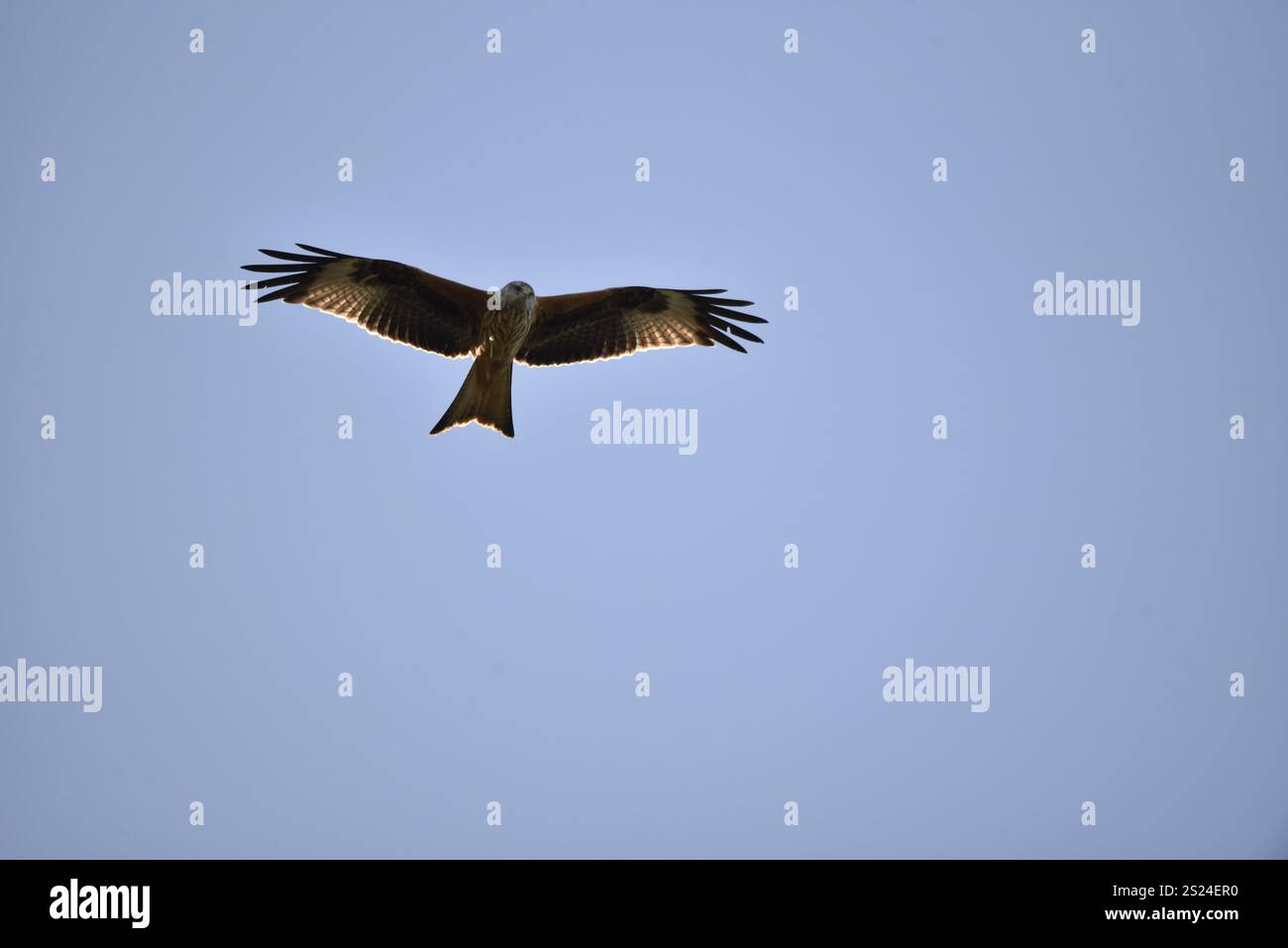 Red Kite (Milvus milvus) in alto a sinistra nell'immagine, volando verso la fotocamera, con Wings Spread e vista inferiore, guardando in basso con Low Sun che evidenzia le ali Foto Stock Red Kite (Milvus milvus) in alto a sinistra nell'immagine, volando verso la fotocamera, con Wings Spread e vista inferiore, guardando in basso con Low Sun che evidenzia le ali Foto Stock