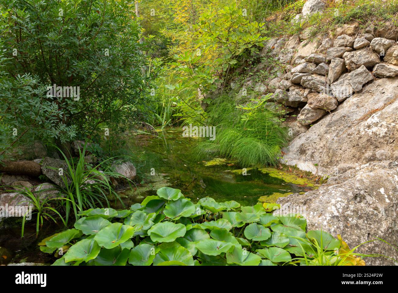 Biotopo nel giardino del santuario di Lluc, isola di Maiorca, Spagna Foto Stock
