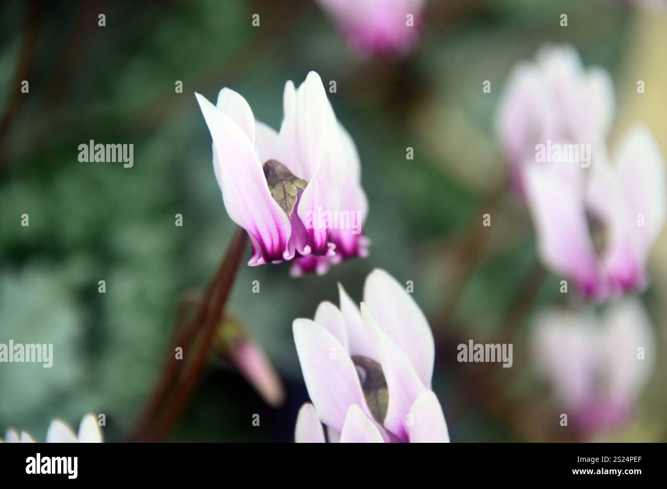 Fiore Cyclamen Graecum (Greek Cyclamen) Pink pale cresciuto nella Alpine House presso RHS Garden Harlow Carr, Harrogate, Yorkshire, Inghilterra, Regno Unito Foto Stock