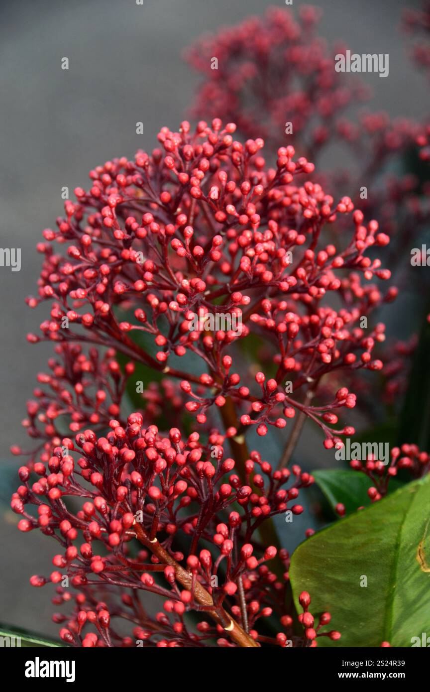 Dark Red Skimmia Japonica "Rubella" Berries coltivate al confine presso RHS Garden Harlow Carr, Harrogate, Yorkshire, Inghilterra, Regno Unito. Foto Stock