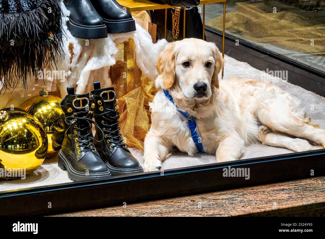 Un Golden Retriever riposa comodamente in un'accattivante vetrina a Pescara, Italia. Foto Stock