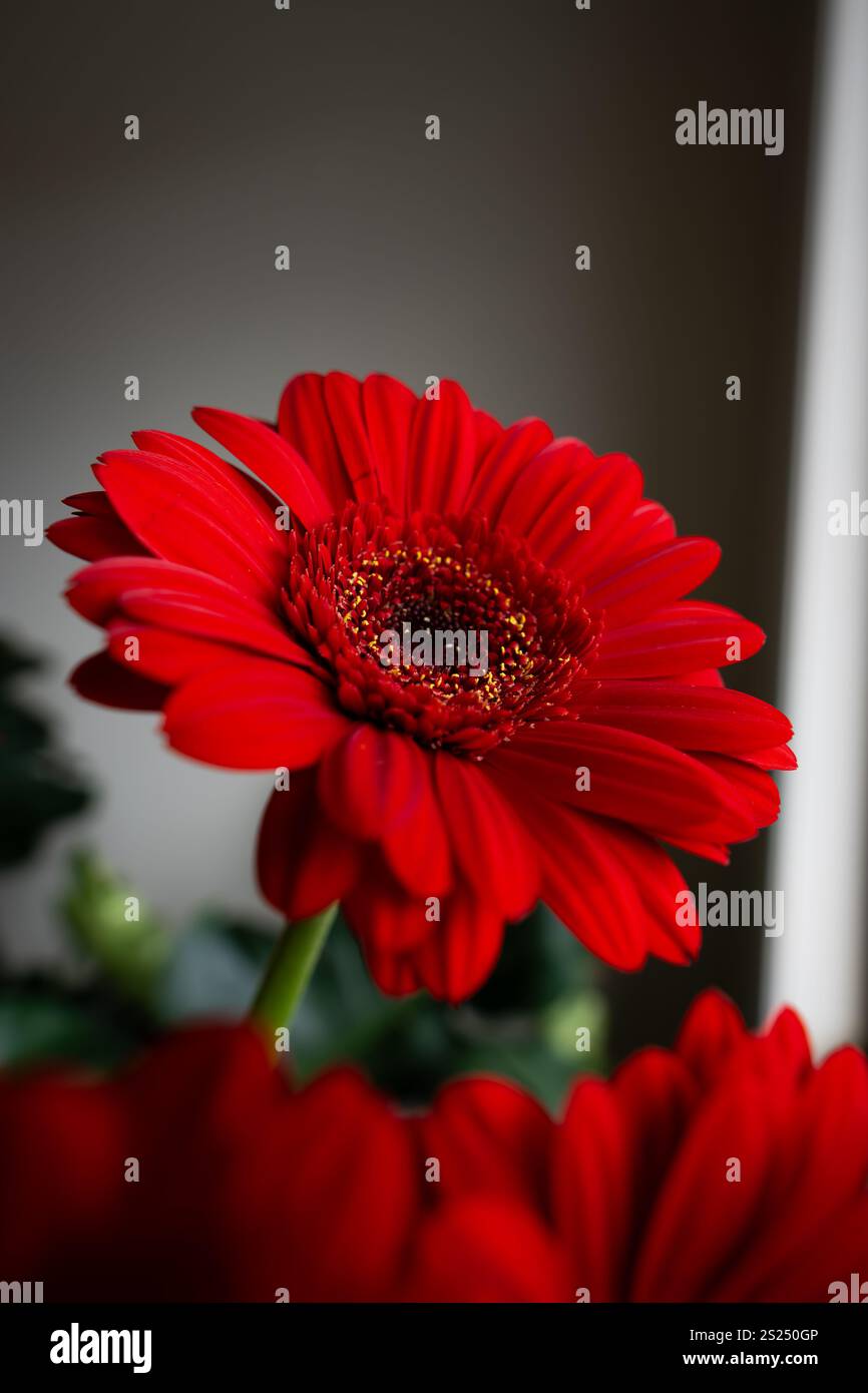 Primo piano di una margherita rossa con un ricco centro rosso e accenti gialli, adagiato su un muro bianco sfocato e un po' di verde Foto Stock