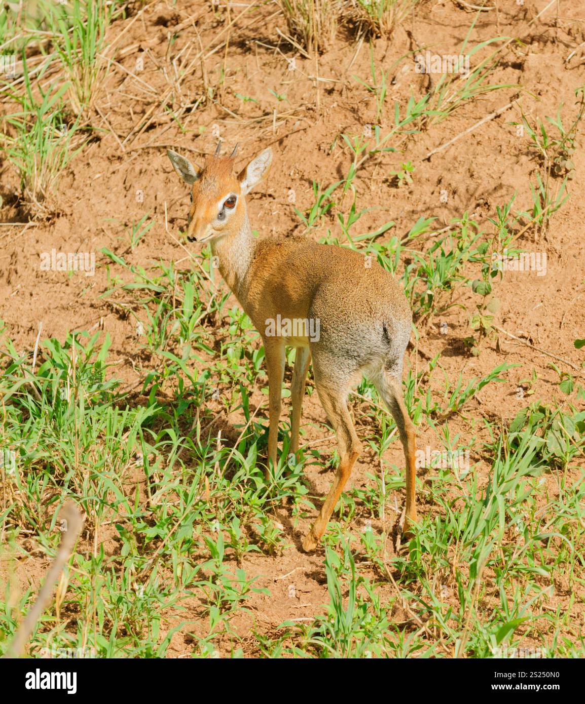 Primo piano di Kirk's dik-dik (nome scientifico: Madoqua , o 'Dikidiki' in Swaheli) nel Serengeti/Tarangire, Lago Manyara Ngorogoro National Park, Tan Foto Stock