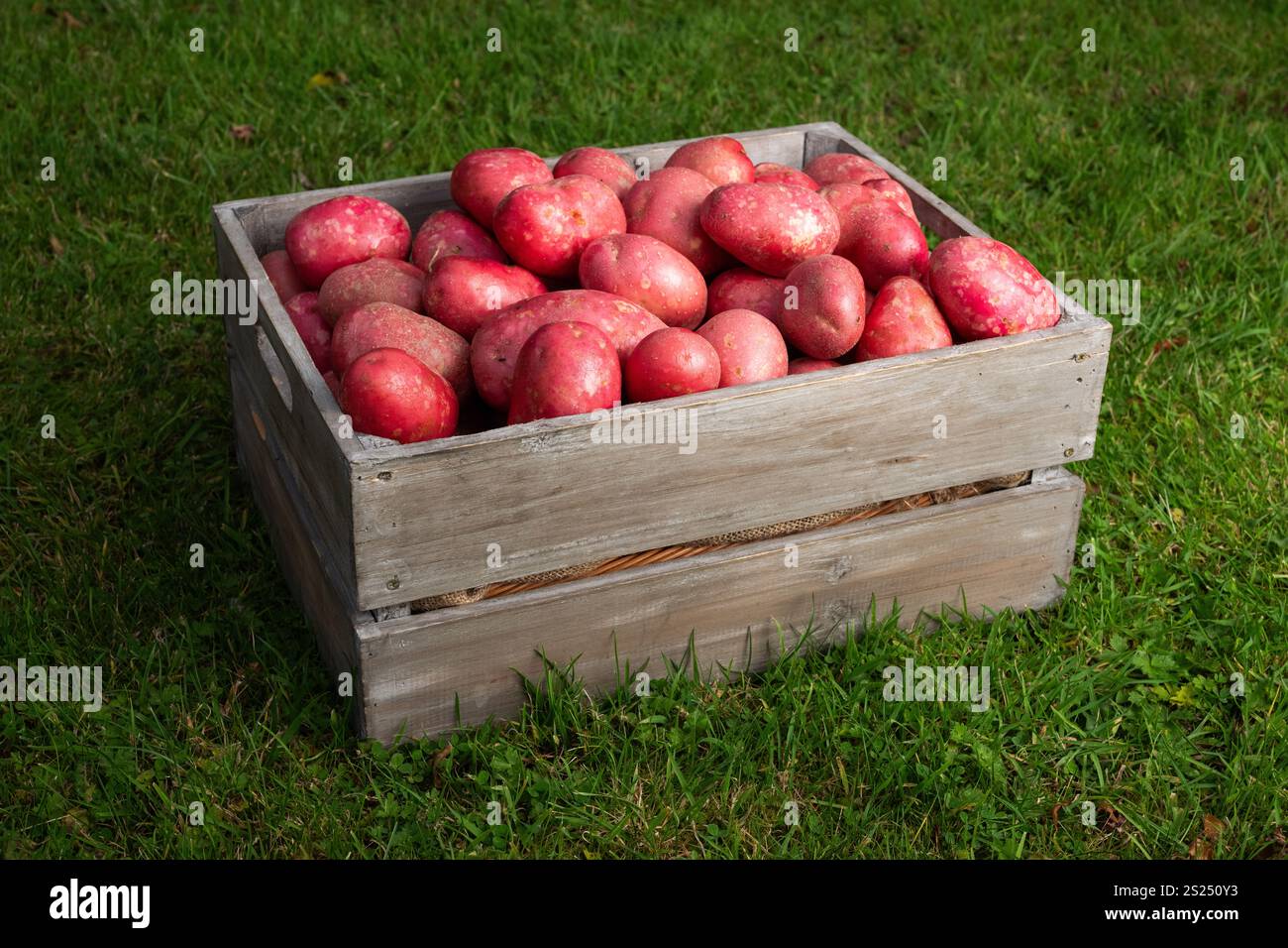 Una scatola di patate di gallo rosso prodotte in Irlanda. Foto Stock