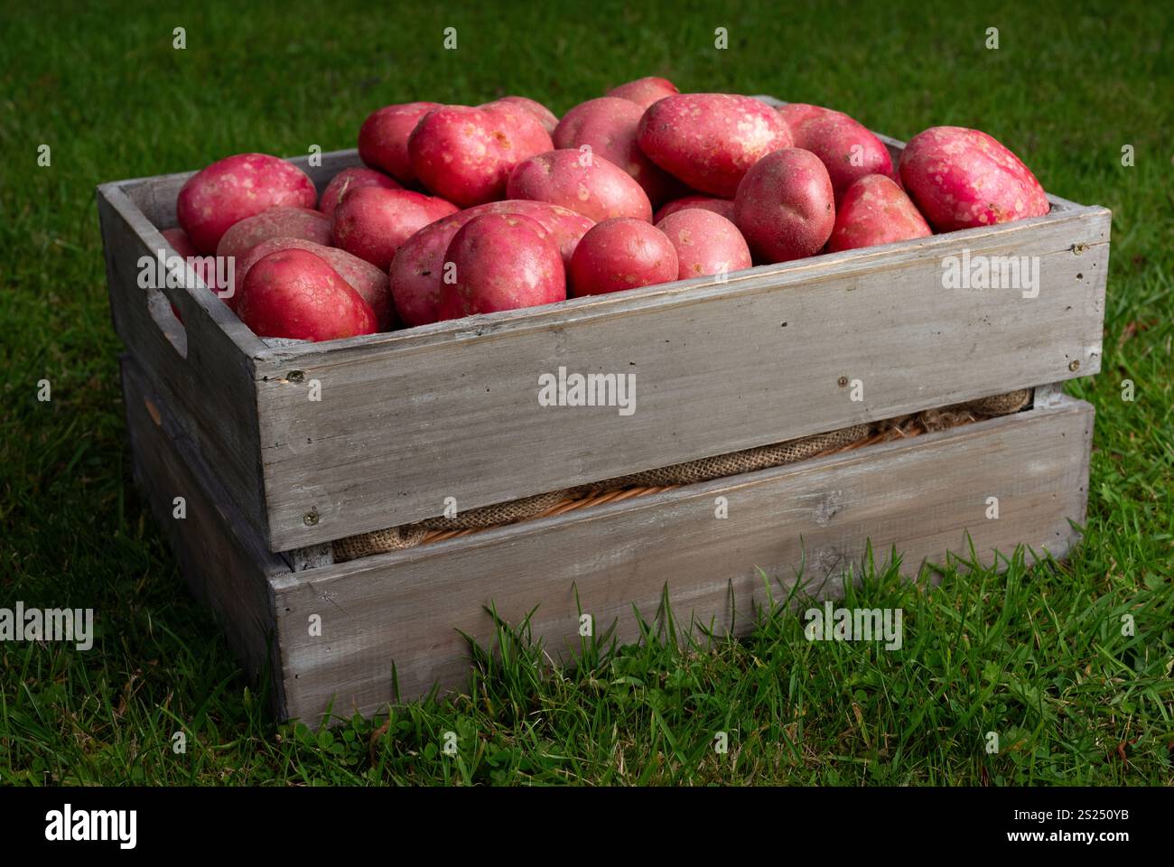 Una scatola di patate di gallo rosso prodotte in Irlanda. Foto Stock