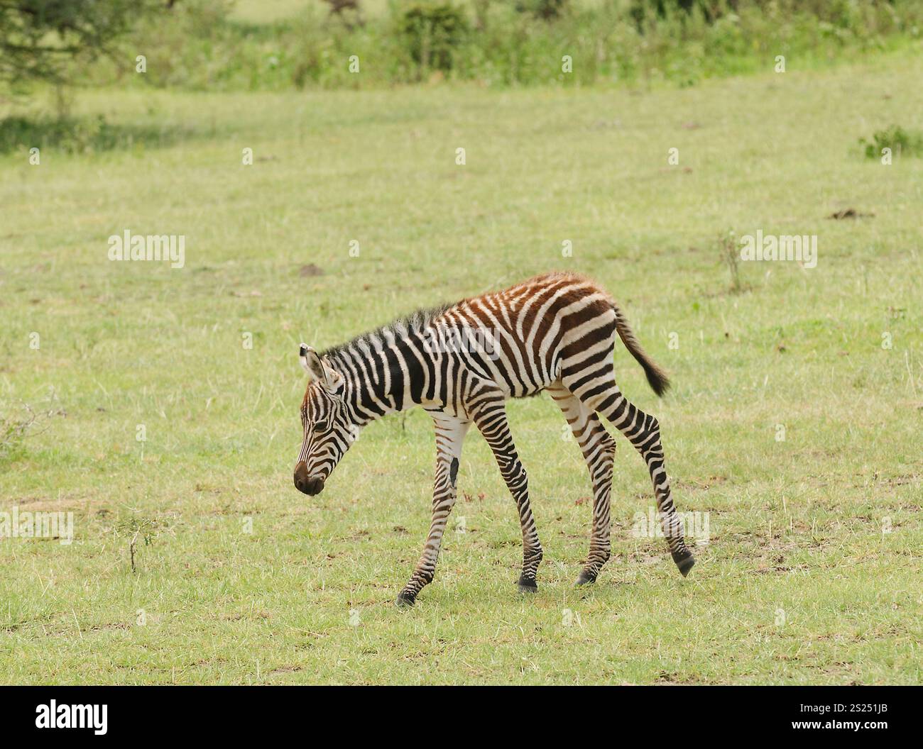 Vista dettagliata del Burchell's Zebra o Boehm's zebra (nome scientifico: Equus burchelli, sottospecie Equus burchelli boehmi o 'Punda milia" in Swaheli) immagine t Foto Stock