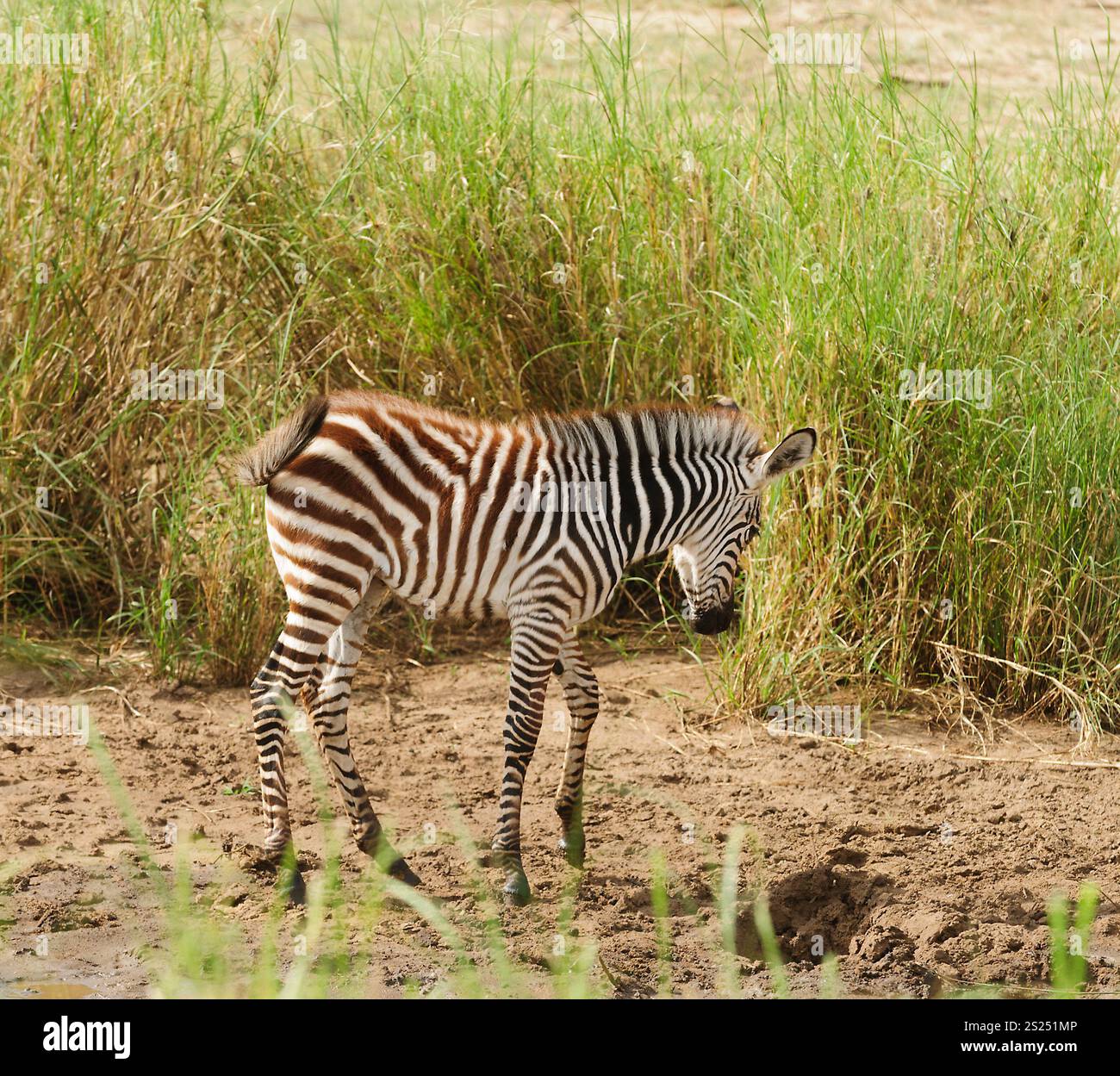 Vista dettagliata del Burchell's Zebra o Boehm's zebra (nome scientifico: Equus burchelli, sottospecie Equus burchelli boehmi o 'Punda milia" in Swaheli) immagine t Foto Stock