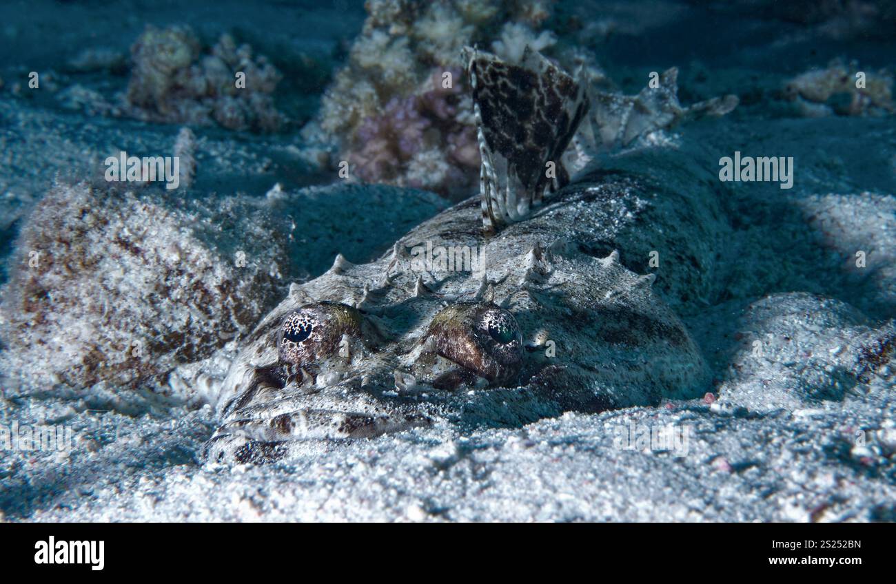 Papilloculiceps longiceps - testa piatta in moquette Foto Stock