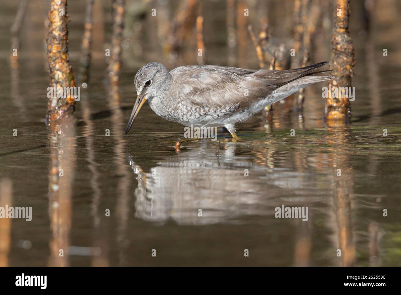 Tattler dalla coda grigia, fiume Sampiran, Sulawesi settentrionale, Indonesia, settembre 2023 Foto Stock