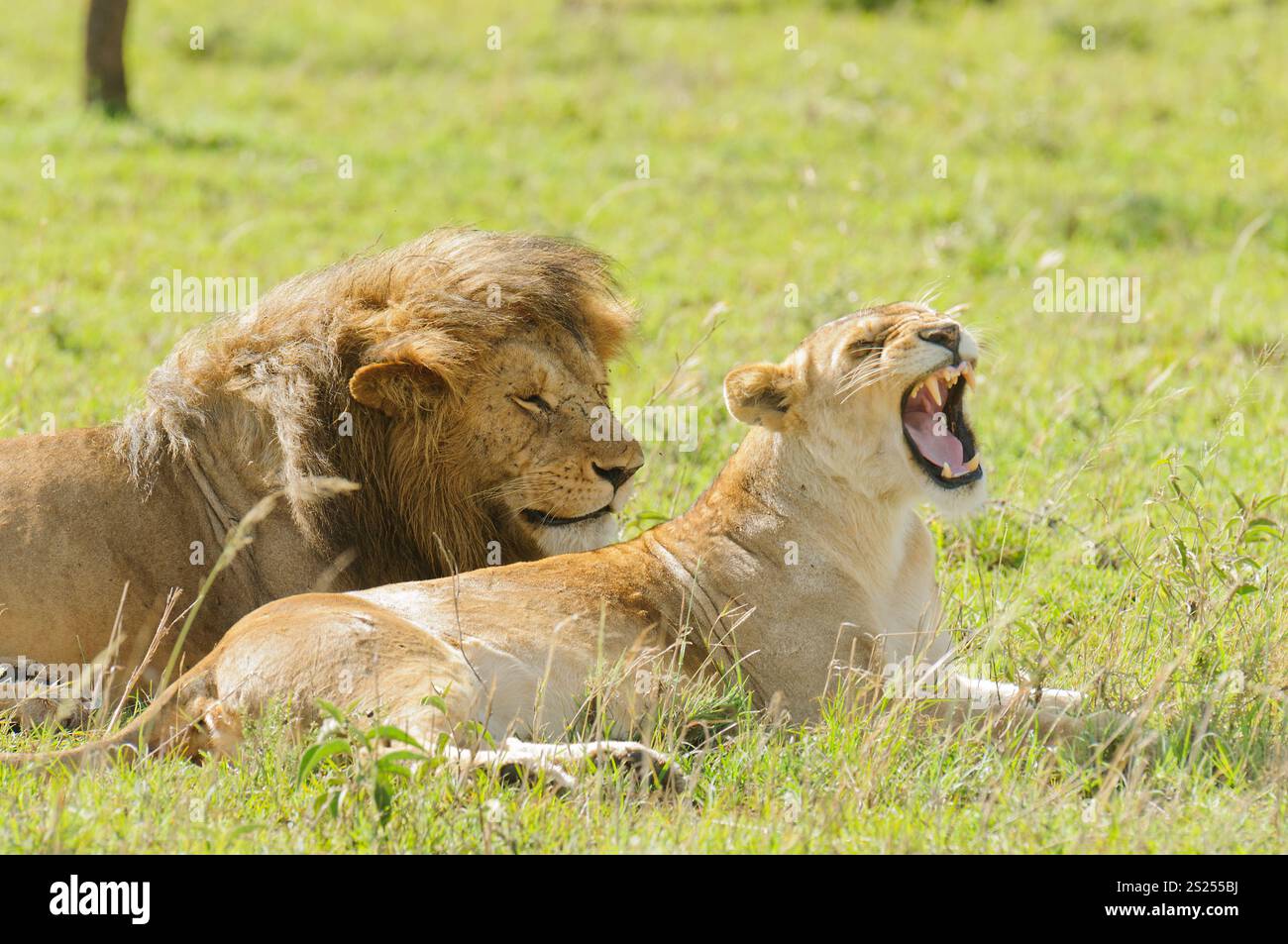 Primo piano di un Leone di orgoglio (nome scientifico: Panthera leo, o 'Simba' in Swaheli) nel Serengeti/Tarangire, Lago Manyara Ngorogoro National Park, Ta Foto Stock
