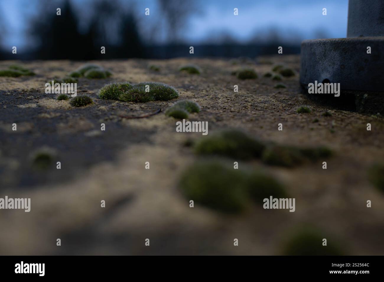 Macro colpo di muschio verde su ringhiere per scale in pietra. Fulda (Germania), dicembre 2024 Foto Stock