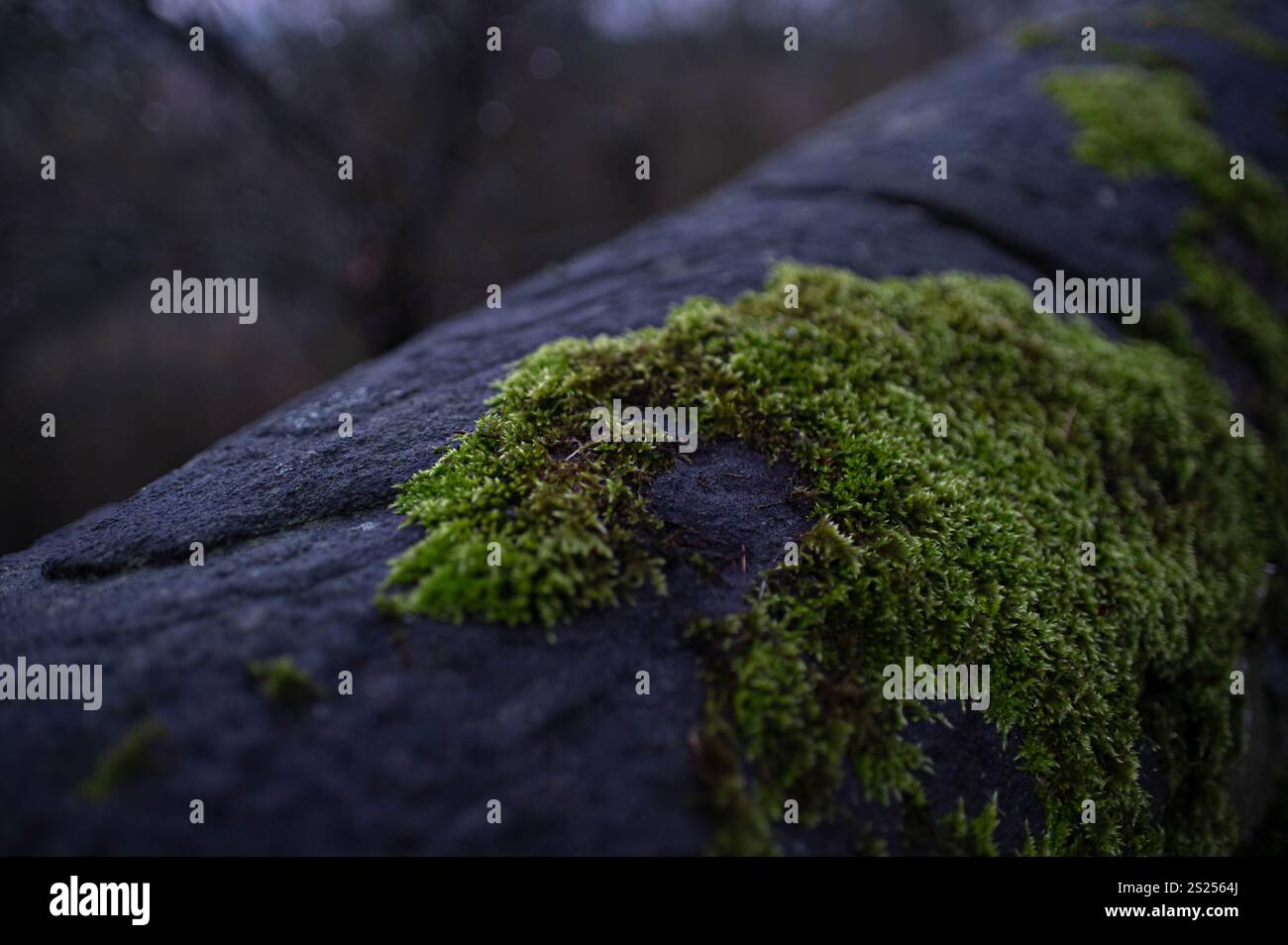Macro colpo di muschio verde su ringhiere per scale in pietra. Fulda (Germania), dicembre 2024 Foto Stock