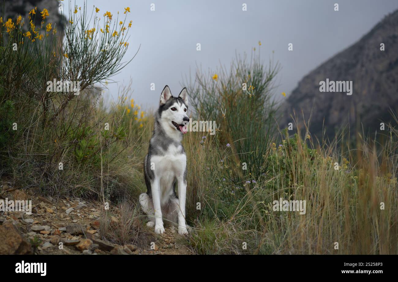 Un Husky siberiano si trova in un prato circondato da erba alta e colline lontane. La postura del cane e lo sguardo luminoso riflettono la sua avventura Foto Stock