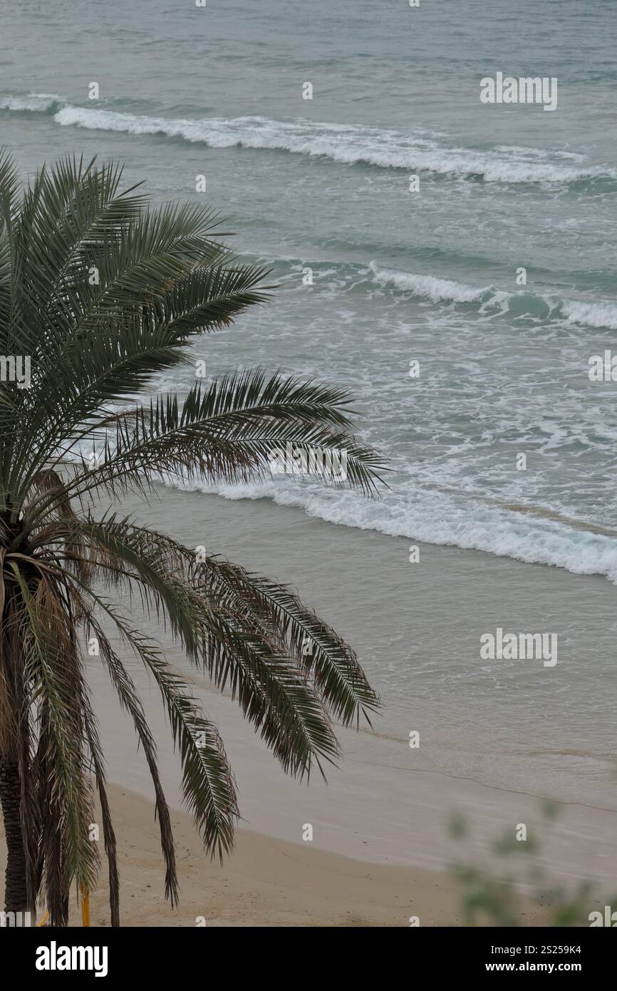Palme sulla spiaggia del Mar Mediterraneo. Israele. Foto Stock