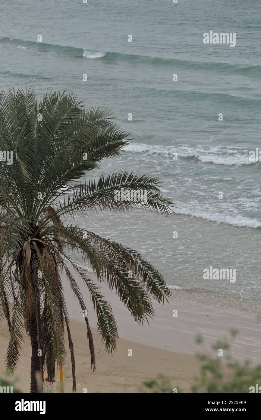 Palme sulla spiaggia del Mar Mediterraneo. Israele. Foto Stock