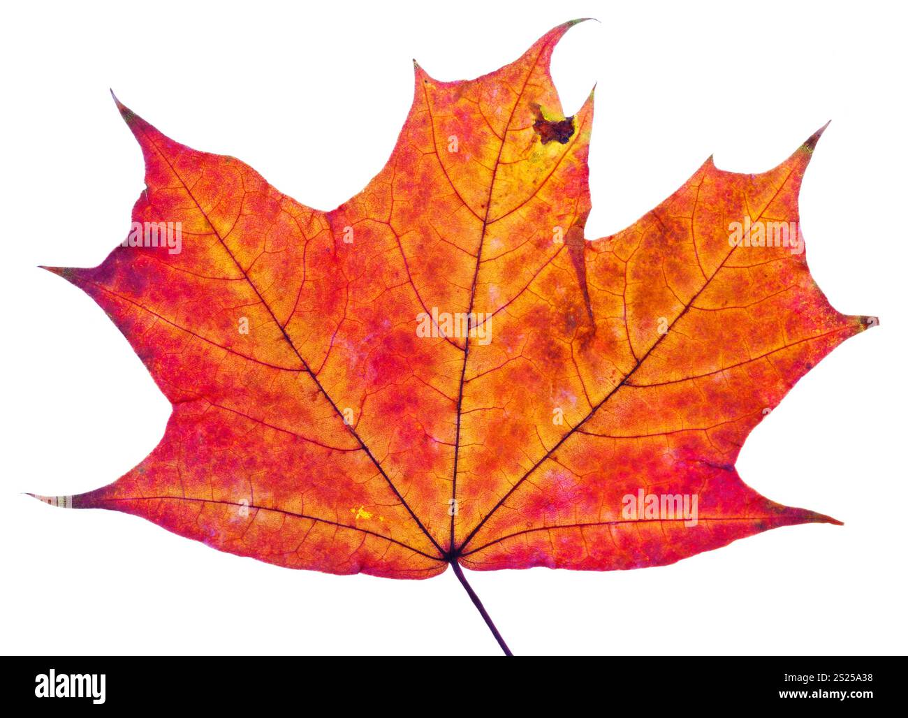 Un autunno rosso Foglia di acero isolato su sfondo bianco Foto Stock