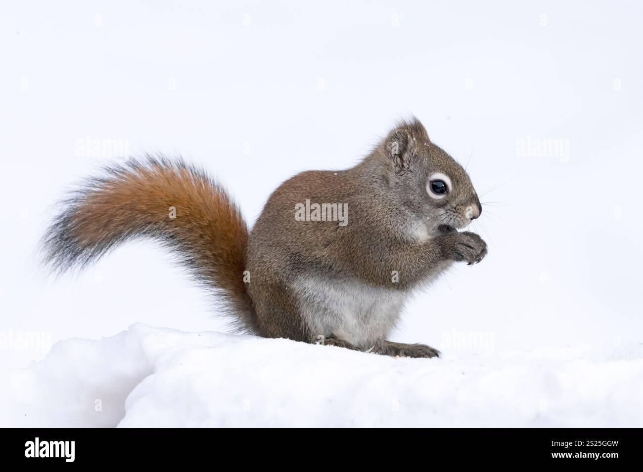 Scoiattolo rosso. Inverno, Alaska Foto Stock