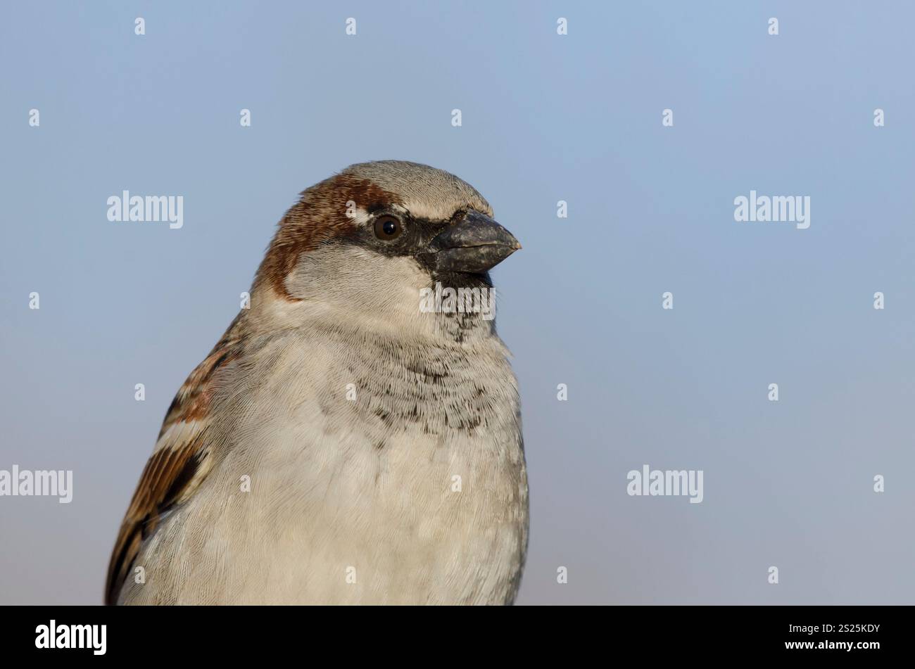House Sparrow, Passer domesticus, maschio Foto Stock