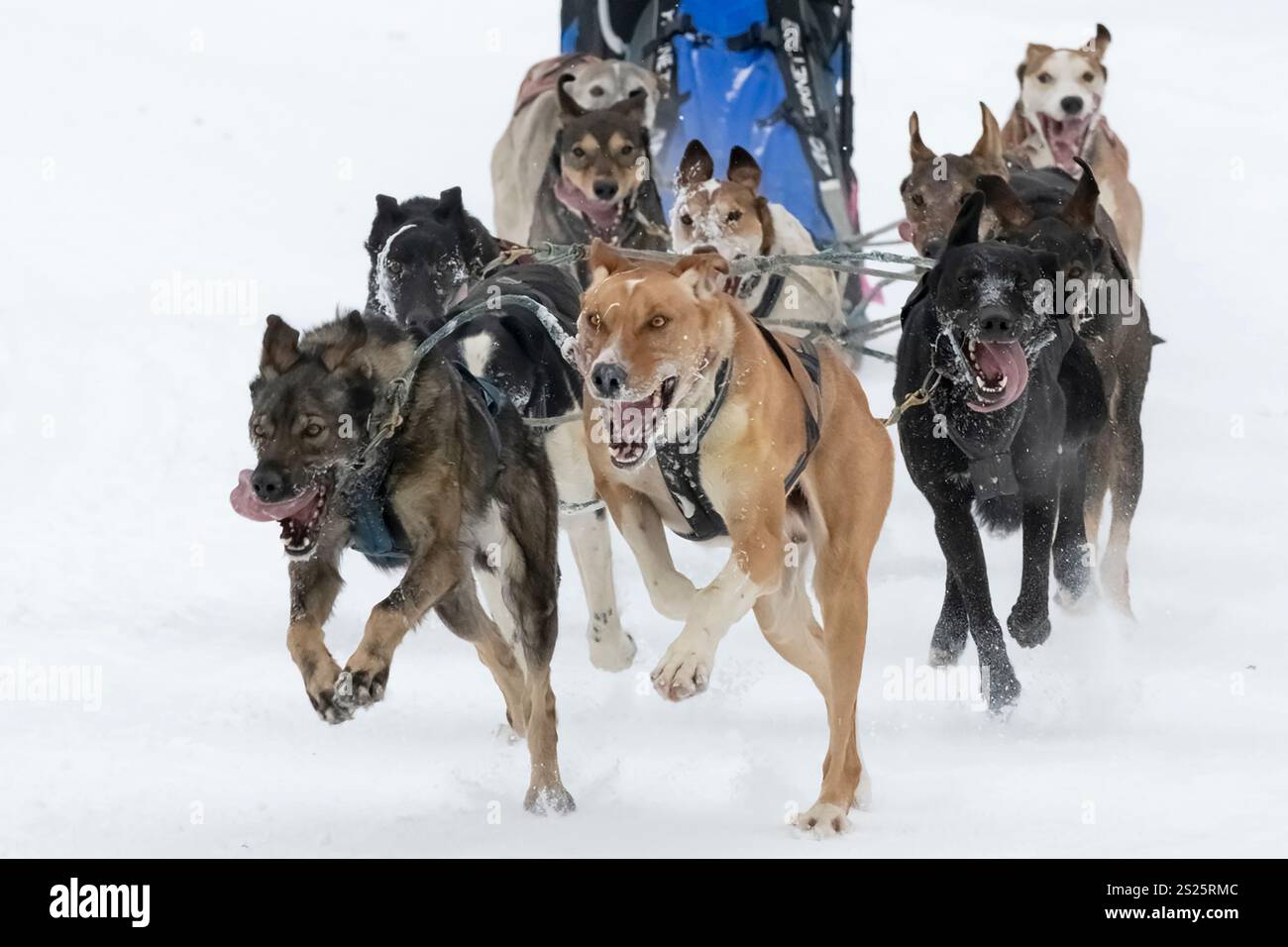 Open North American Dogsled Championships, Fairbanks, Alaska Foto Stock