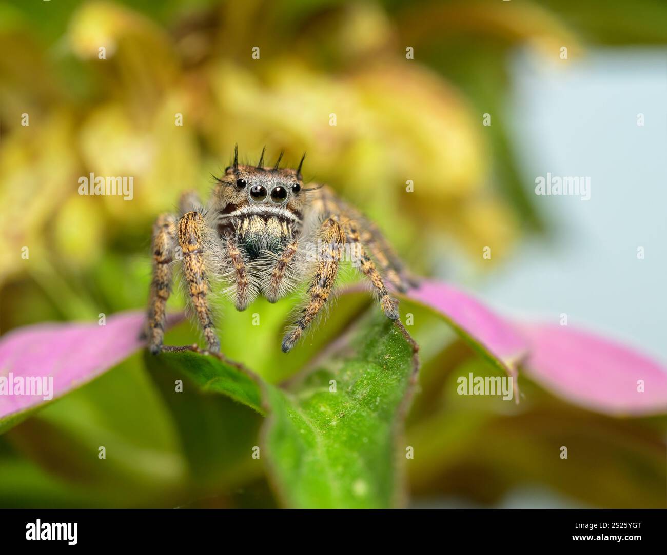Adorabile femmina Phidippus putnami che salta su un fiore di campo Foto Stock