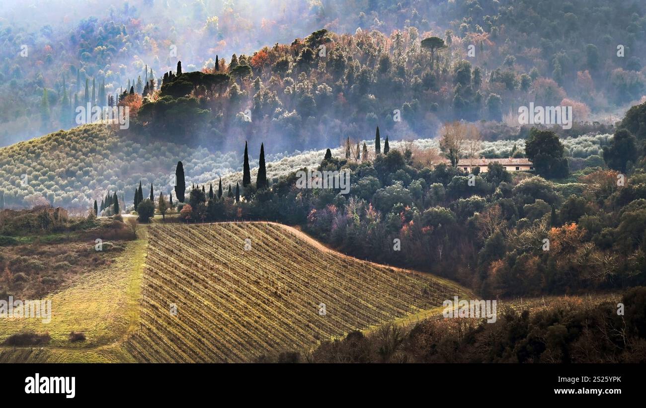 Paesaggio panoramico di vigneti e ulivi con dolci colline e cipressi toscani in inverno in formato widescreen Foto Stock