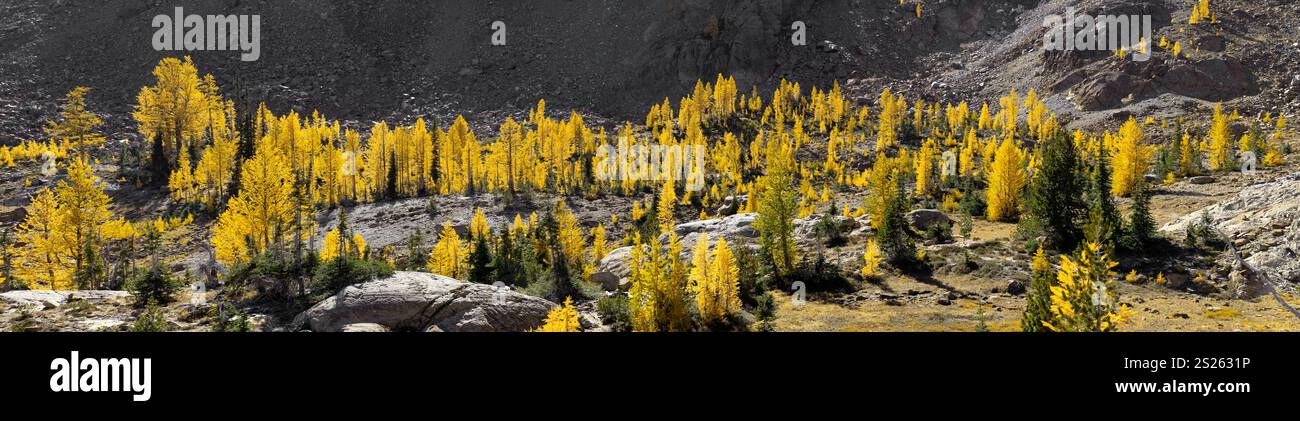 WA26169-00..... WASHINGTON - larice occidentale (Larix occidentalis) alberi lungo il Lake Ingalls Trail #1390. Foresta nazionale di Wenatchee. Foto Stock
