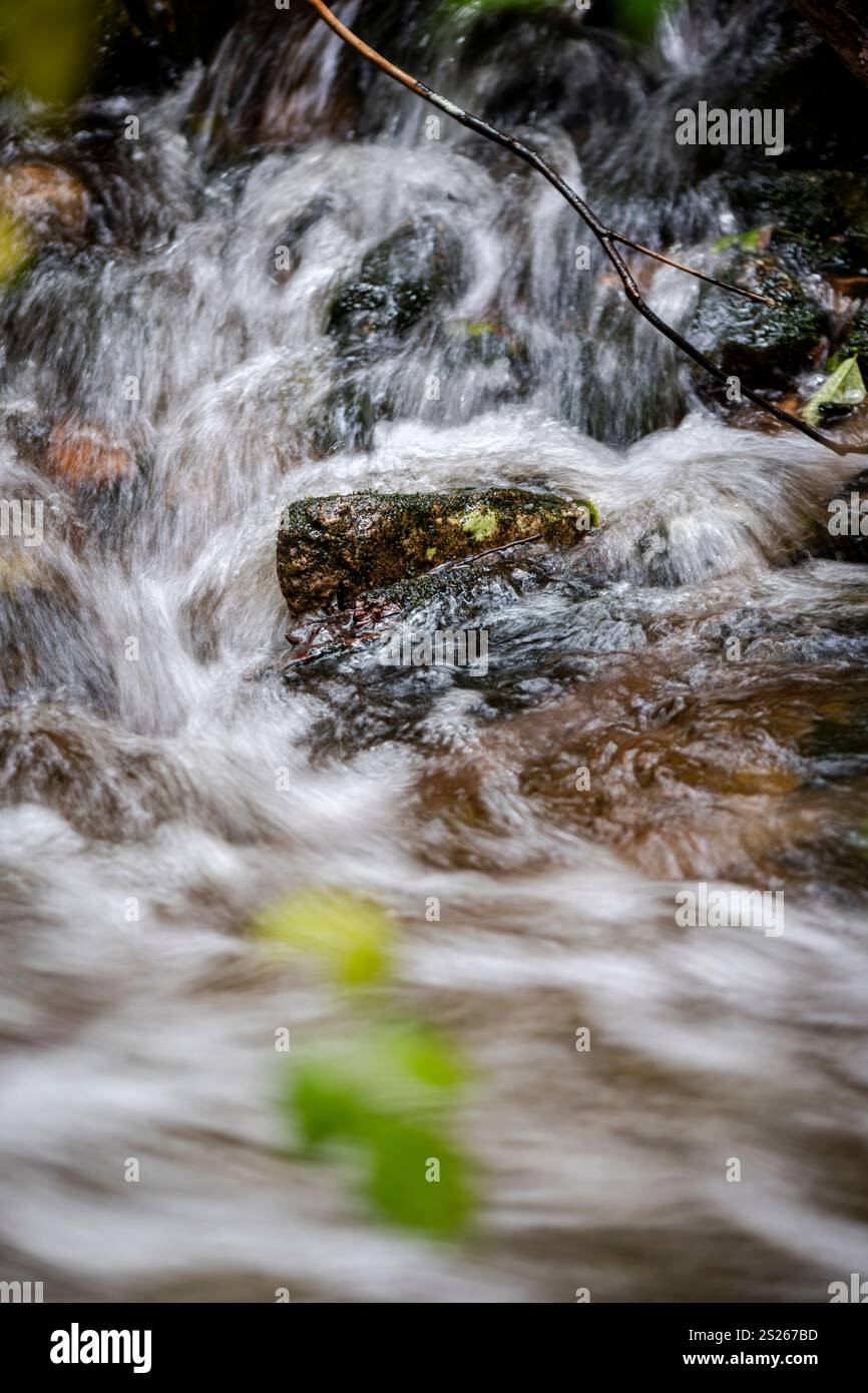 L'acqua a cascata scorre attraverso un ruscello roccioso nei fitti boschi della Great Bear Rain Forest nella Columbia Britannica, Canada Foto Stock