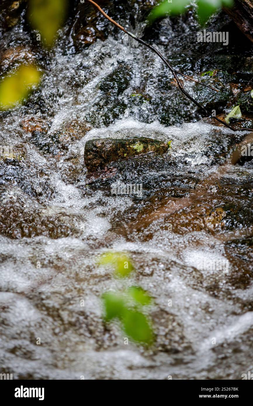 L'acqua a cascata scorre attraverso un ruscello roccioso nei fitti boschi della Great Bear Rain Forest nella Columbia Britannica, Canada Foto Stock