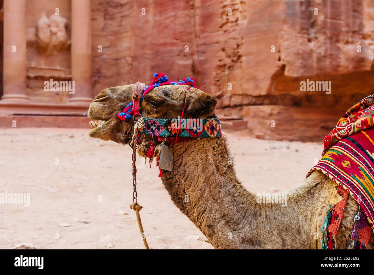 Cammello nell'antico sito di Petra, in Giordania Foto Stock