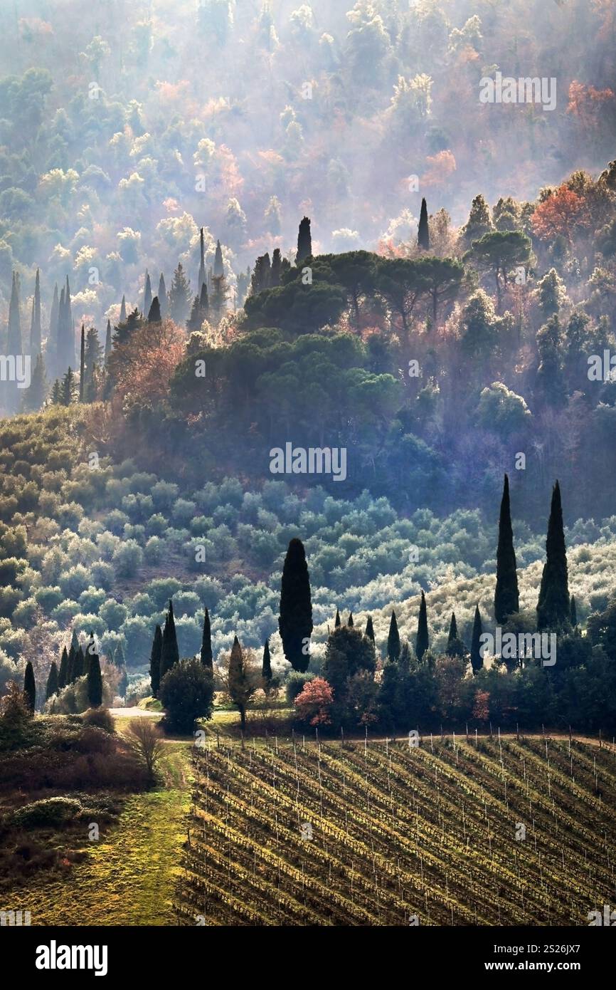 Paesaggio panoramico di vigneti e ulivi con dolci colline e cipressi toscani in inverno in formato verticale Foto Stock