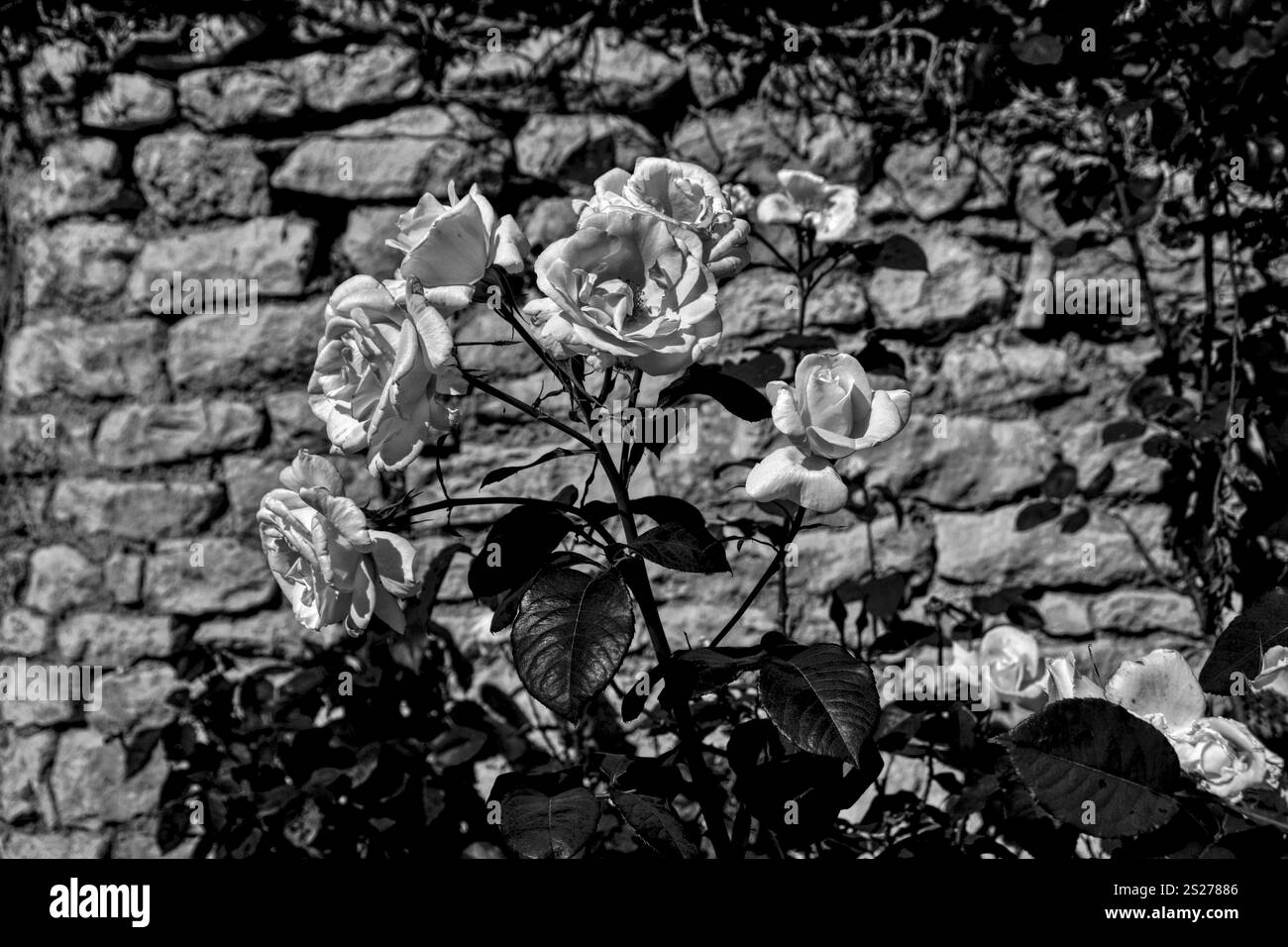 Immagine in bianco e nero di un rosone davanti a un muro di pietra. Foto Stock