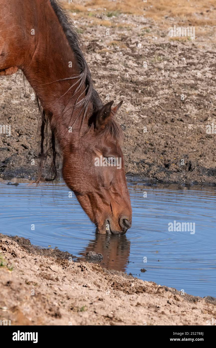 Wild Horse, Mustang, American West, California Foto Stock