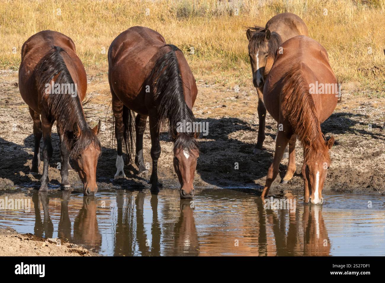 Wild Horse, Mustang, American West, California Foto Stock