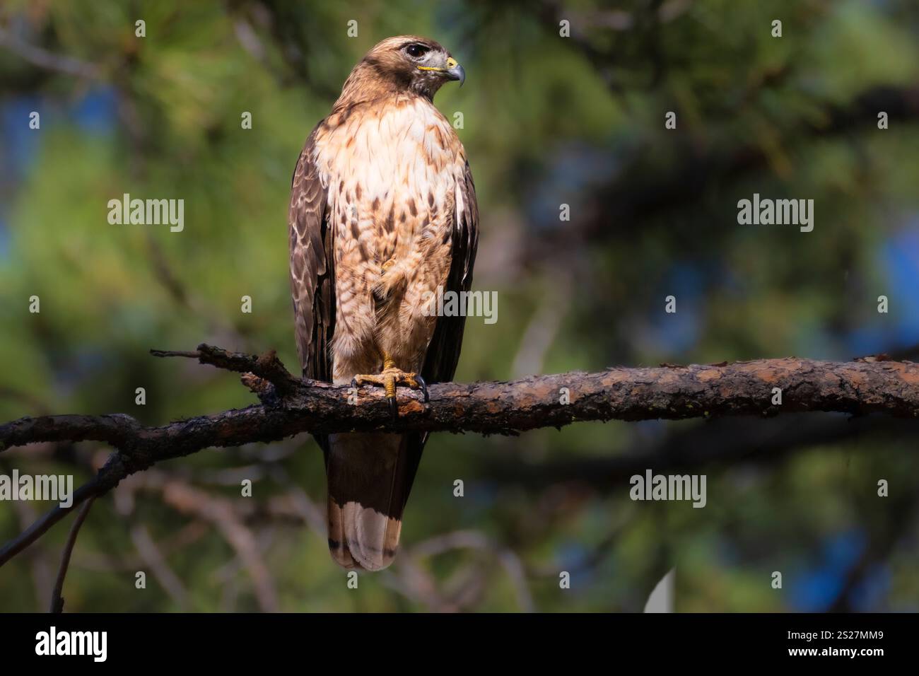 Falco dalla coda rossa (Buteo jamaicensis) arroccato in un albero di pino nella contea di Lassen, California, Stati Uniti. Foto Stock